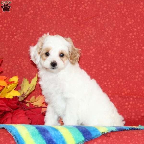 Peanut, Cavapoo Puppy